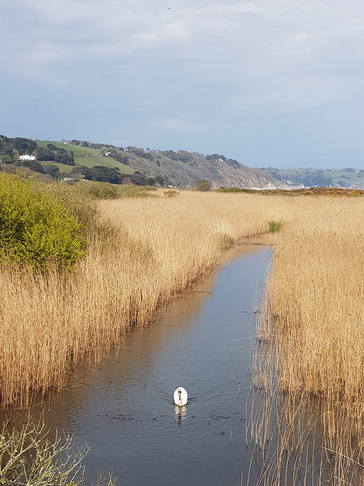 a swan on slapton ley